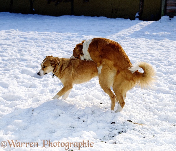 Border Collies, Sandy and Honey, mating