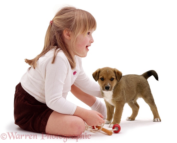 Marcia, 4 years old, with Lakeland Terrier x Border Collie, Henry, 6 weeks old, white background