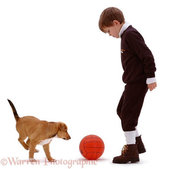 Ben, 6 years old, with Lakeland Terrier x Border Collie, Henry, 8 weeks old, white background