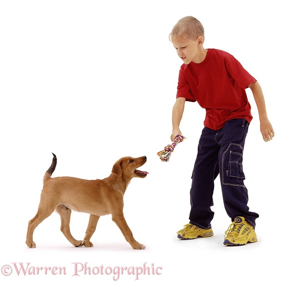 James, 10 years old, with Lakeland Terrier x Border Collie, Joker, 12 weeks old, white background