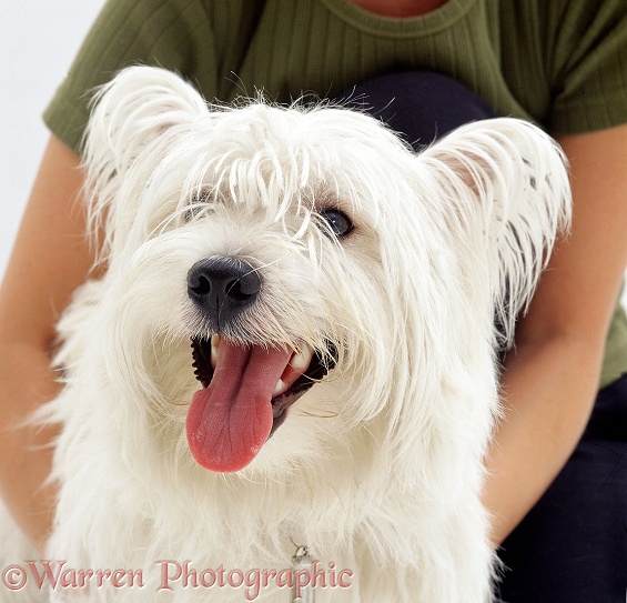 West Highland White Terrier bitch, Suzie