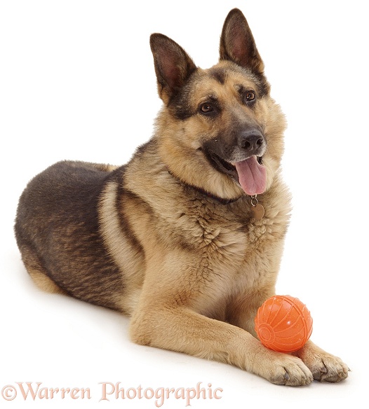 German Shepherd Dog, Caesar, white background