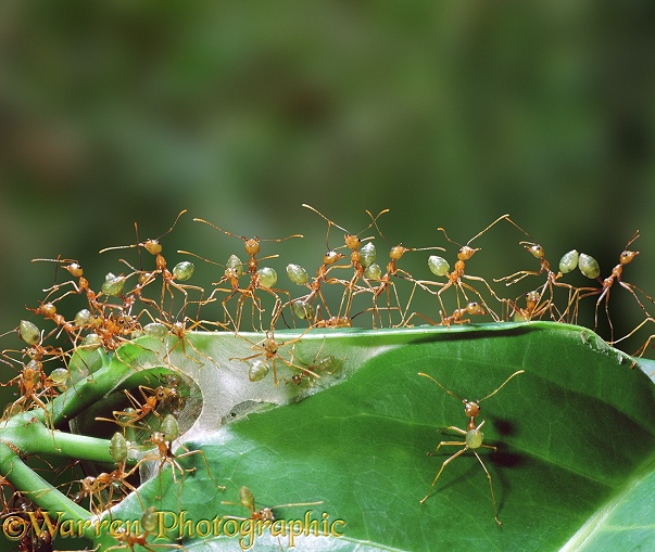 Green Tree Ants (Oecophylla smaragdina) fiercely guarding their nest against an attack.  Australia