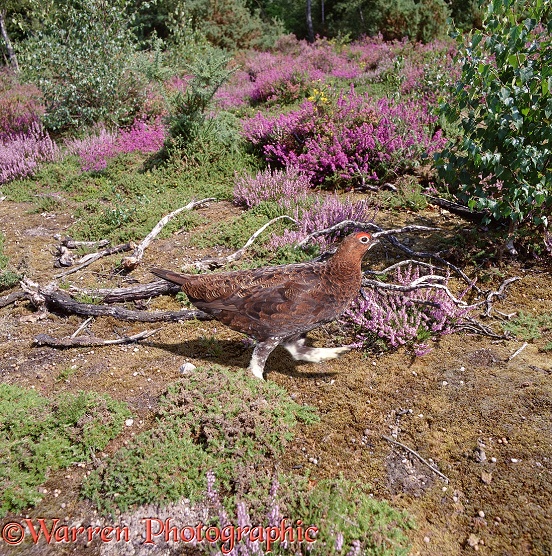 Red Grouse (Lagopus lagopus) male among heather