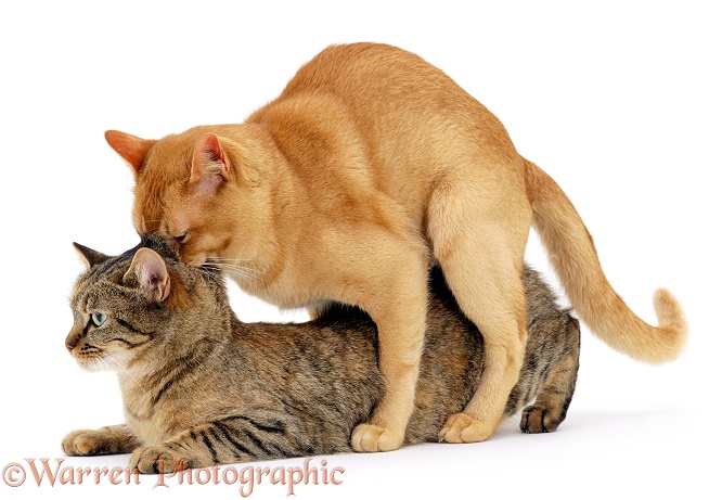 Mating Sequence. Red Burmese, Ozzie, x tabby Burmese-cross, Dainty, white background