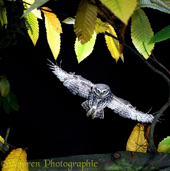Little Owl (Athene noctua), landing on a sweet chestnut branch