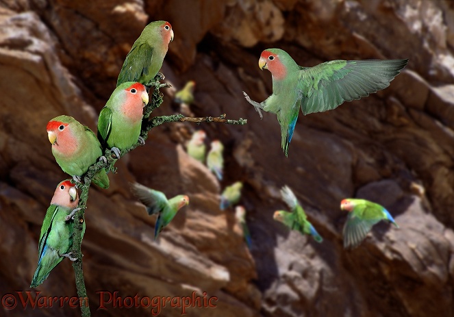 Peach-faced Lovebirds (Agapornis roseicollis) gathering at nest-site.  Southern Africa