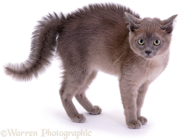 Young Blue Burmese kitten in frightened "witch's cat" display, on seeing a dog for the first time, white background