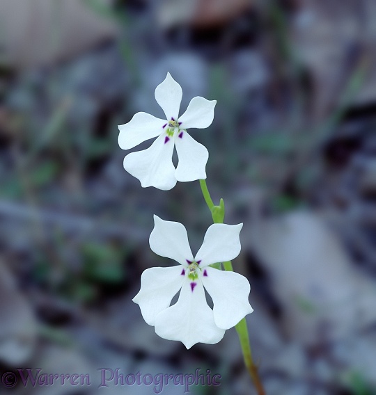 Woodbridge Poison (Isotoma hypocrateriformis) flowers.  Australia