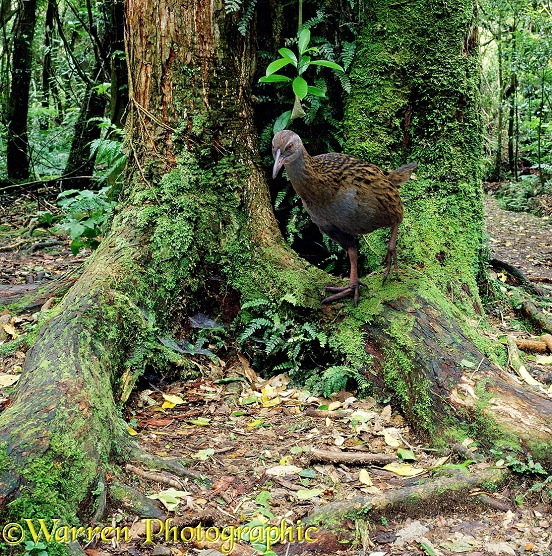 Weka (Gallirallus australis).  New Zealand