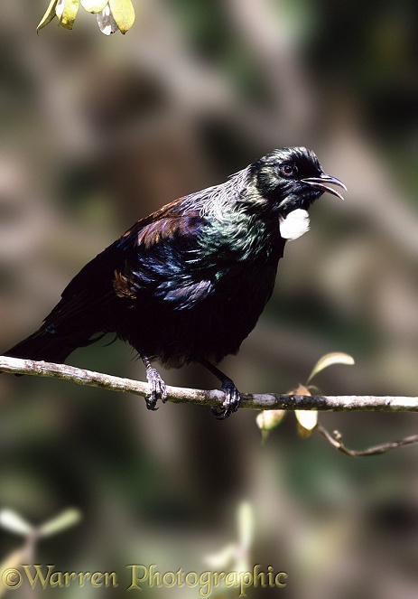 Tui (Prosthemadera novaeseelandiae) male, singing.  New Zealand