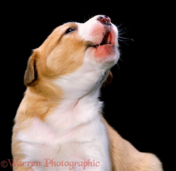 Border Collie pup, Quin, howling. 3 weeks old