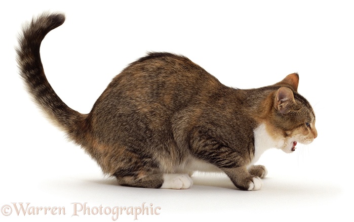 Tabby-tortoiseshell cat, Pansy, coughing, white background