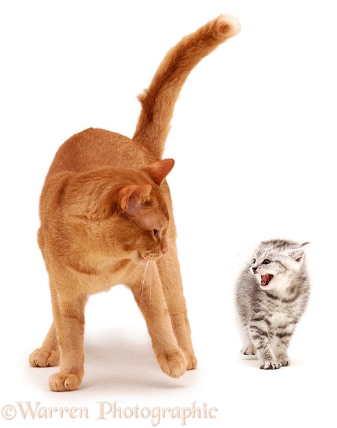 Silver tabby kitten frightened at stranger, red Burmese male cat, Ozzie, white background