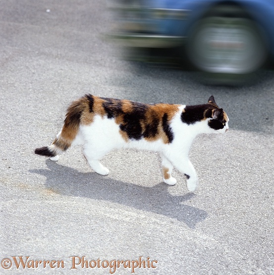 Tortoiseshell Cat on a road with passing car