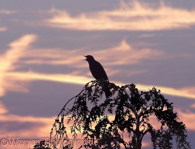 Blackbird (Turdus merula) male singing at sunset