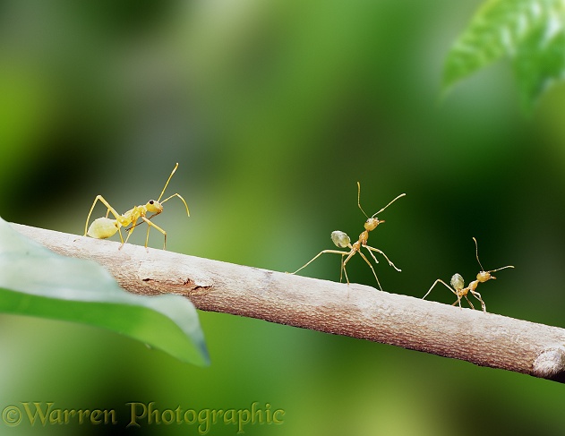 Green Tree Ants (Oecophylla smaragdina) and a bug that mimics them.  Australia
