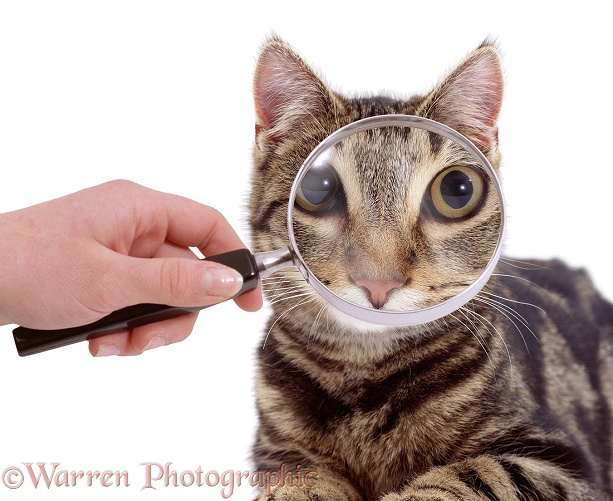 Using a magnifying glass to examine a cat's eyes, white background