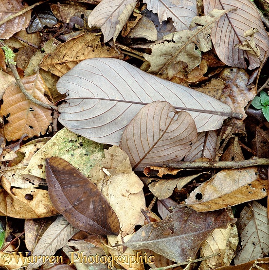 Moth (unidentified).  Borneo