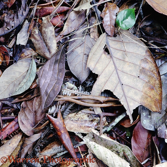 Leafy moth on leaf litter.  Borneo
