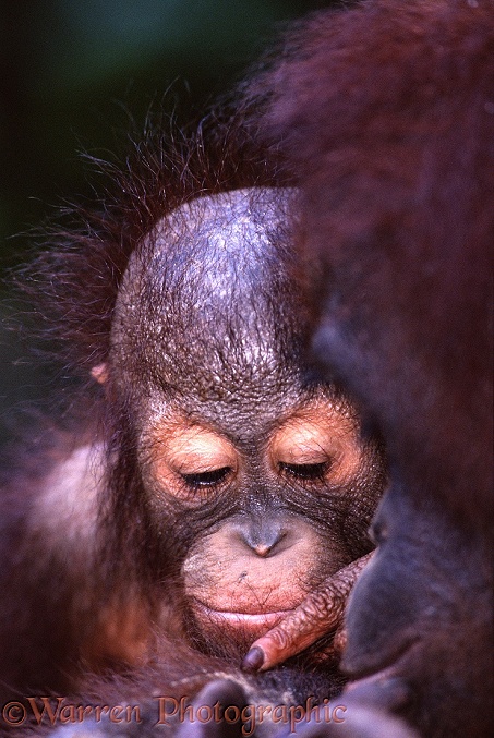 Orang-Utan (Pongo pygmaeus) mother and baby.  Borneo and Sumatra
