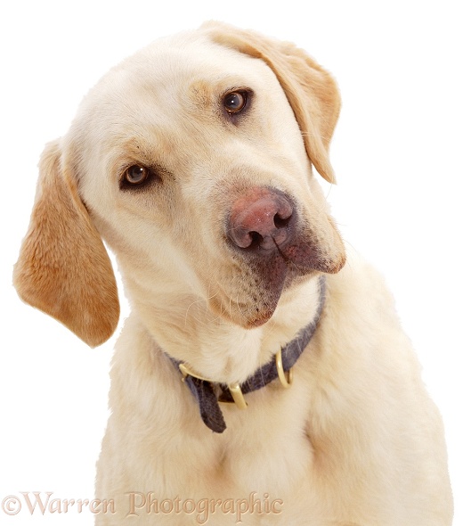 Portrait of Yellow Labrador Retriever dog, Hamilton, listening intently, white background