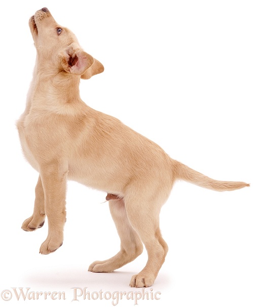 Yellow Labrador Retriever pup trying to jump for a titbit. 12 weeks old, white background
