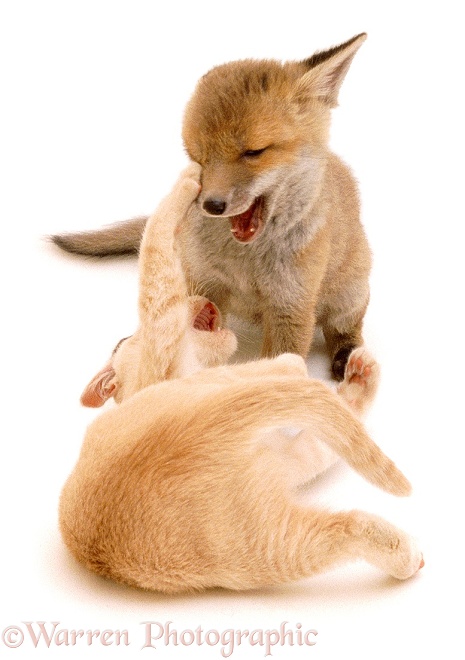 Fox and Kitten playing, 7 weeks old, white background