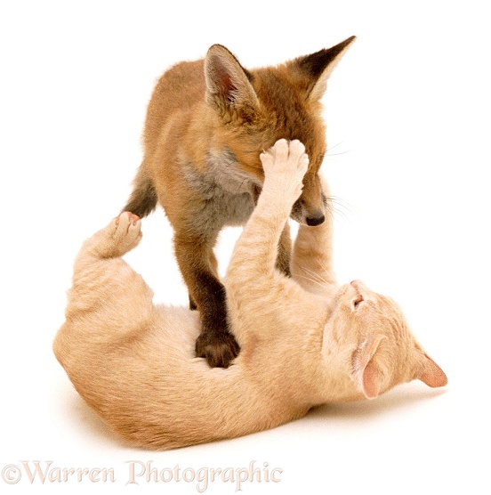 Fox and Kitten playing, 9 weeks old, white background