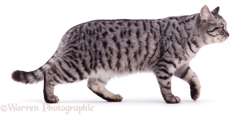 Silver spotted female cat, Aster, walking with relaxed tail carried low, white background