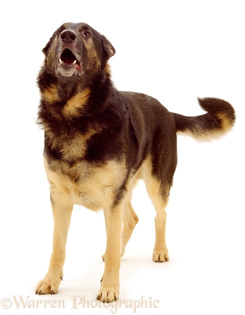 German Shepherd Dog, Inca, demand barking, white background