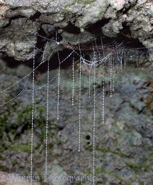 New Zealand Glow-worm or Fungus Gnat (Arachnocampa luminosa) larva with sticky threads used to trap other insects, including adult Fungus Gnats, attracted to its light.  New Zealand