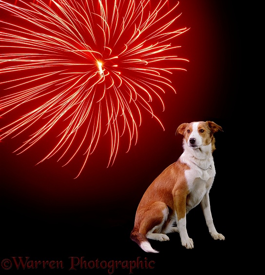Young Border Collie bitch Fan sitting nervously during a firework display