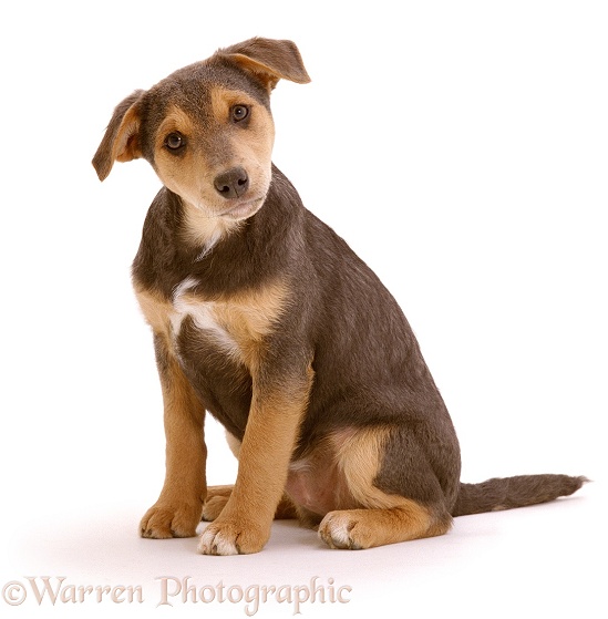 Lakeland Terrier x Border Collie pup Gyp, 12 weeks old, paying attention to owner, white background