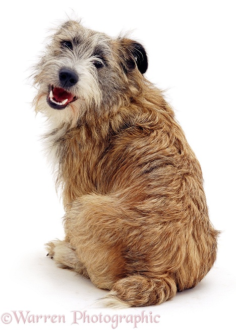 Jack Russell Terrier cross, Jorge, white background