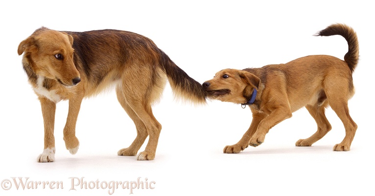 Lakeland Terrier x Border Collie, Henry, pulling his older sister, Bess's tail, white background