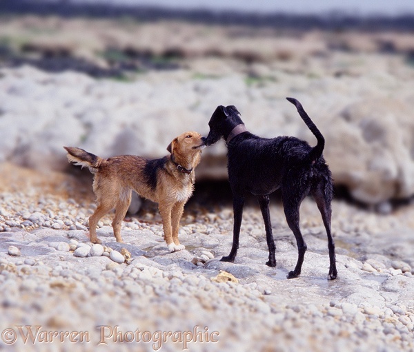 Lakeland Terrier x Border Collie, Bess, greeting black Lurcher nose-to-nose