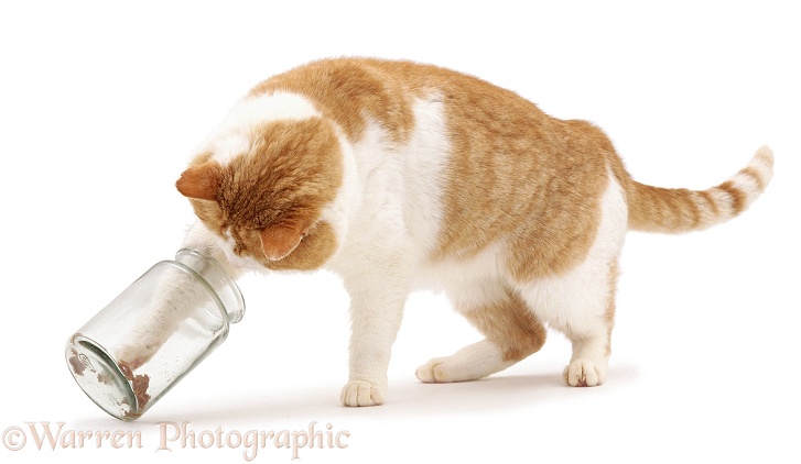 Ginger-and-white cat, Butch, knocking over a jar as he tries to hook cat food out with his paw, white background