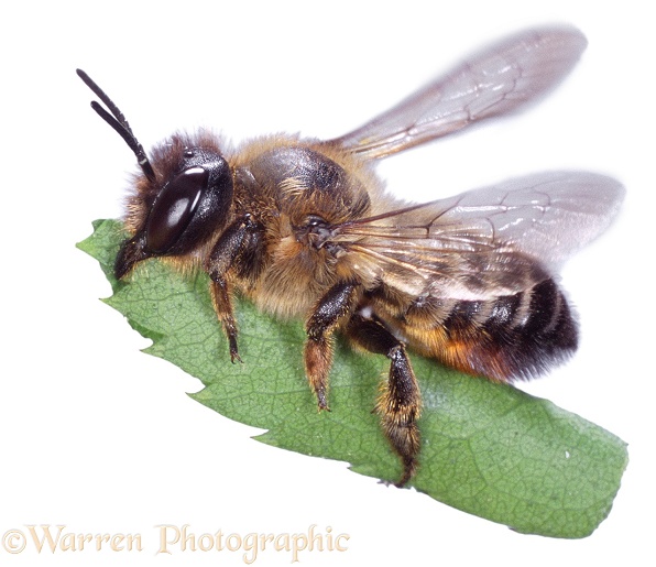 Leaf-cutting Bee (Megachile species), white background