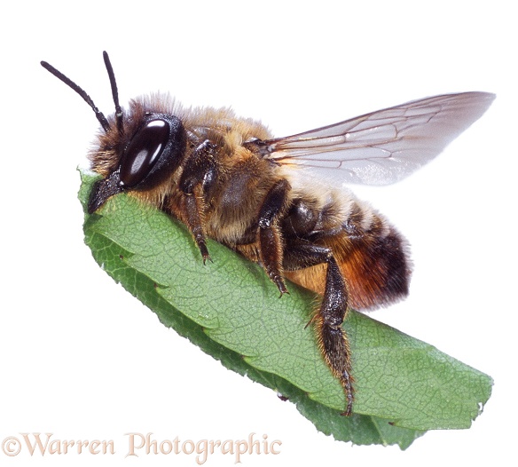 Leaf-cutting Bee (Megachile species) carrying leaf section to build a cell in her nest, white background