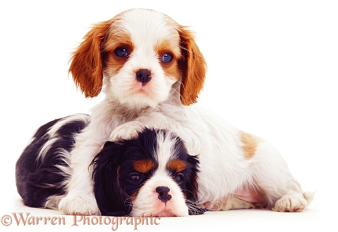 Blenheim and tricolour Cavalier King Charles Spaniel puppies. 8 weeks old, white background