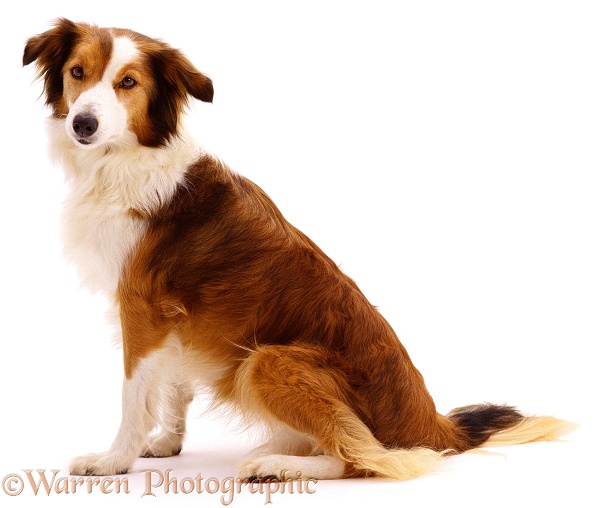 Sable Border Collie, Lark, sitting and looking towards us, white background