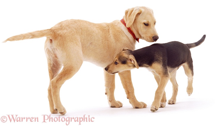 Labrador x Golden Retriever, Remus, and Whippet Lurcher, Ethel, sniffing each other, white background