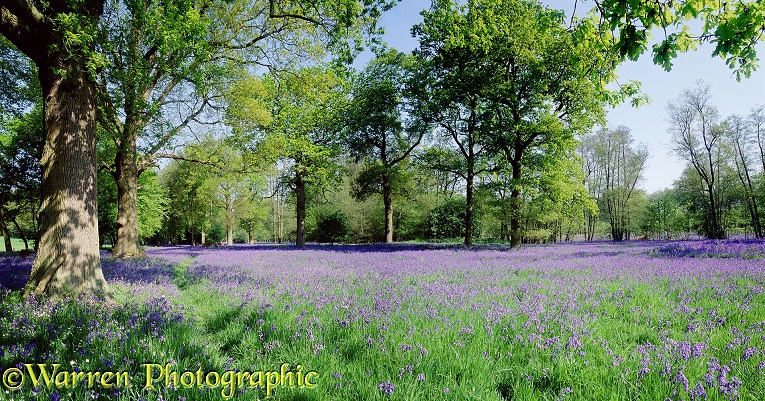Bluebells (Endymoin non-scriptus) in open Oak woodland.  Surrey, England