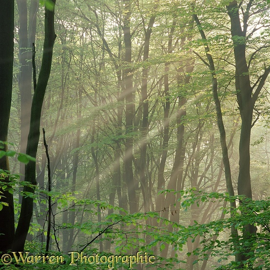 Beech (Fagus sylvatica) trees with mist and sunbeams.  Surrey, England