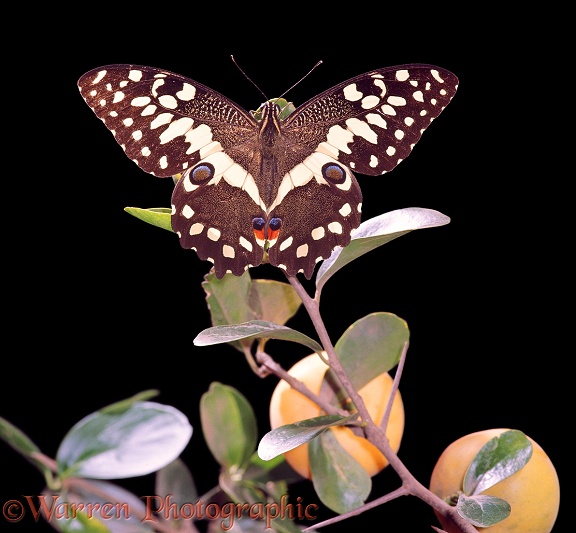 Citrus Swallowtail (Papilio demodocus) basking on a twig of Kei Apple.  Africa