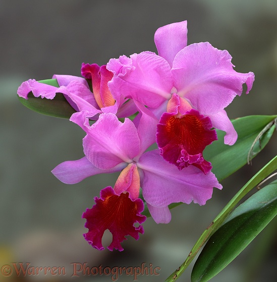 Orchid.  Borneo