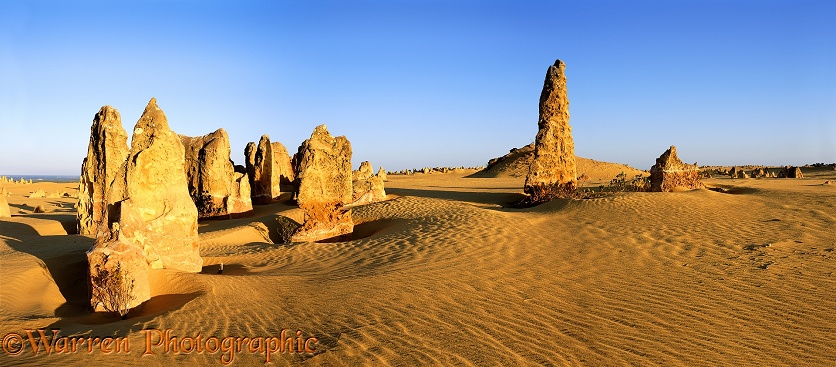 Pinnacles Desert at sunrise panorama.  Western Australia