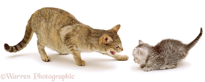 Silver tabby female kitten, 38 days old, recoils at unfriendly snarl from unfamiliar adult cat, white background