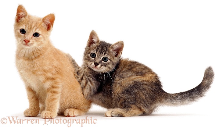 Two playful kittens, white background